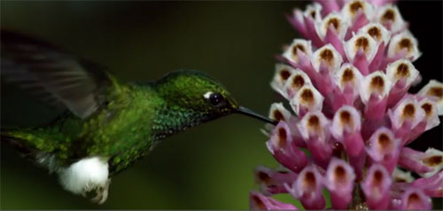 BBC 4K Hummingbird